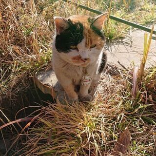 【里親見つかりました】祖母の猫を救ってください! - 熱海市