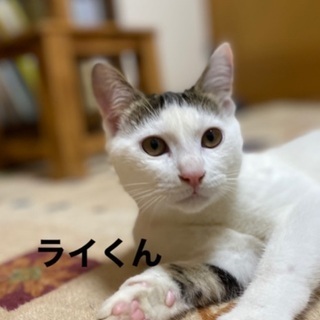 前髪 里親募集 ジモティー