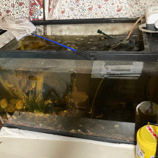 熱帯魚水槽サイズ60cm、値下げしました