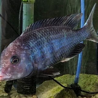 熱帯魚　アフリカンシクリッド