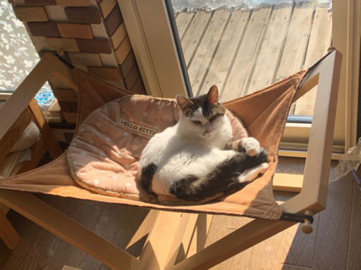 のんびりな女の子です Tunagu 帯広の猫の里親募集 ジモティー のんびりな女の子です Tunagu 帯広の猫の里親募集 ジモティー