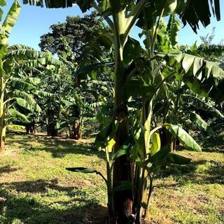 アップルバナナ苗（JSA認定農場栽培）1株