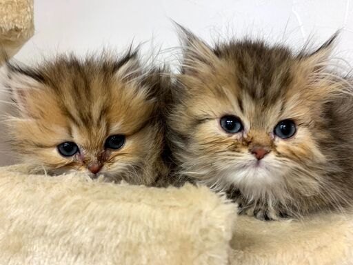 チンチラゴールデン女の子3ヶ月里親募集中 プリベ動物病院 運動公園前の猫の里親募集 ジモティー