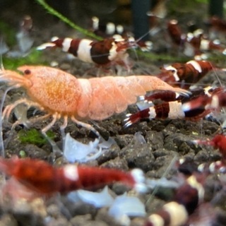 レッドシャドーシュリンプ100匹