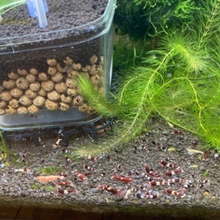 レッドシャドーシュリンプ100匹