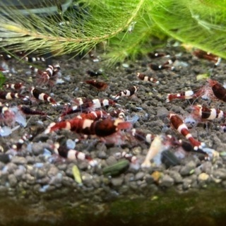 レッドシャドーシュリンプ100匹