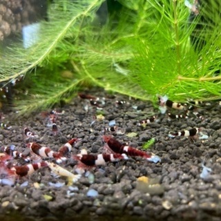 レッドシャドーシュリンプ100匹