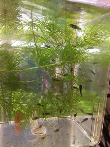 熱帯魚 ブラックモーリー Mix 稚魚 5匹 いーこ 板橋のその他の中古あげます 譲ります ジモティーで不用品の処分