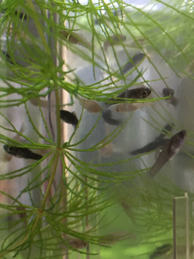 熱帯魚 ブラックモーリー Mix 稚魚 5匹 いーこ 板橋のその他の中古あげます 譲ります ジモティーで不用品の処分 熱帯魚 ブラックモーリー Mix 稚魚 5匹 いーこ 板橋のその他の中古あげます 譲ります ジモティーで不用品の処分