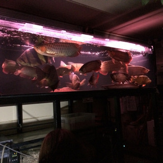 アロワナ シャム シクリッド 古代魚 熱帯魚