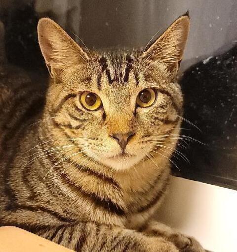 現在トライアル中です なので募集は停止します 笑う猫 コバヤシ 市川大野の猫の里親募集 ジモティー 現在トライアル中です なので募集は停止します 笑う猫 コバヤシ 市川大野の猫の里親募集 ジモティー