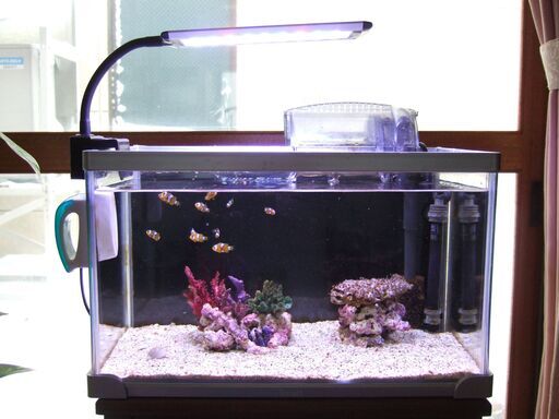 小型海水魚　飼育セット　クマノミ１０匹付き　引き取り限定