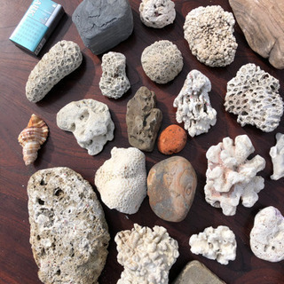 珊瑚や石