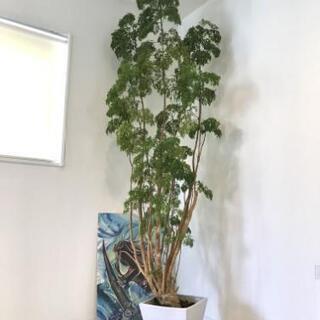 タイワンモミジ