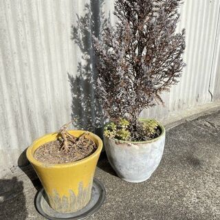 10号サイズの植木鉢（陶器製）２点セット