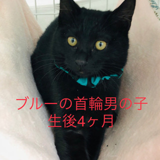 とっても可愛い黒猫兄弟たち。 - 金沢市