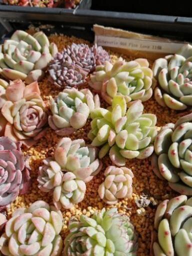 Soldout 多肉植物pinklove ピンクラブ エケベリア群生 かめちん 紫のその他の中古あげます 譲ります ジモティーで不用品の処分 Soldout 多肉植物pinklove ピンクラブ エケベリア群生 かめちん 紫のその他の中古あげます 譲ります ジモティーで不用品の処分