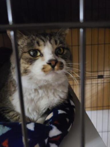 捨て猫のヒロシです やじきた 北中込の猫の里親募集 ジモティー