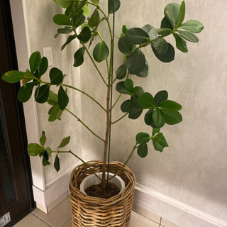 観葉植物 ゴムの木