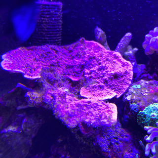 ウスコモンサンゴ　レッド