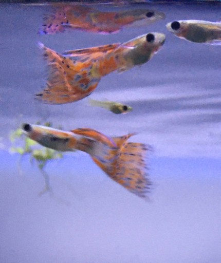 元気なレッドグラスグッピー オス メス 成魚ブルーグラス グッピー Hirosekita 大倉山のその他の中古あげます 譲ります ジモティーで不用品の処分 元気なレッドグラスグッピー オス メス 成魚ブルーグラス グッピー Hirosekita 大倉山のその他の中古あげます 譲ります ジモティーで不用品の処分