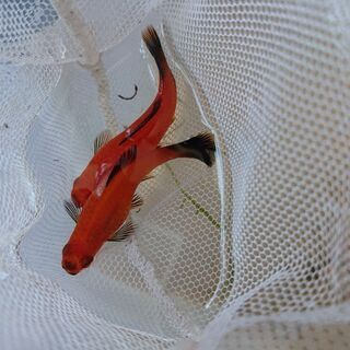 ソードテールの中古が安い 激安で譲ります 無料であげます ジモティー
