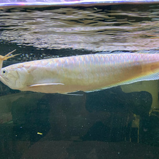 ブラックアロワナ