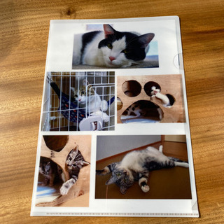 猫のファイルと写真集