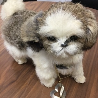 【4/30確約済み】【ワンワン🐶本物そっくり🐶】シーズー犬 ぬい...