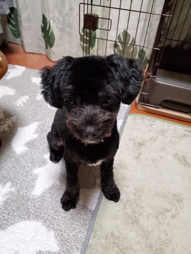 トイプードルとポメラニアンのmixです Sanana 飯田岡の犬の里親募集 ジモティー