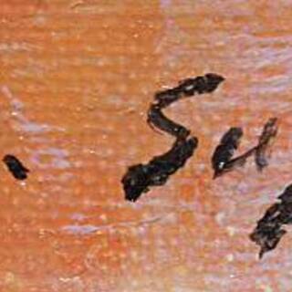 ベネチュア 菅博子