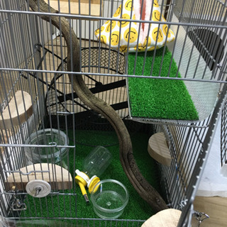 東京都の中古小動物ケージが無料 格安で買える ジモティー 東京都の中古小動物ケージが無料 格安で買える ジモティー