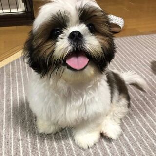 シーズーの里親募集 ジモティー シーズーの里親募集 ジモティー