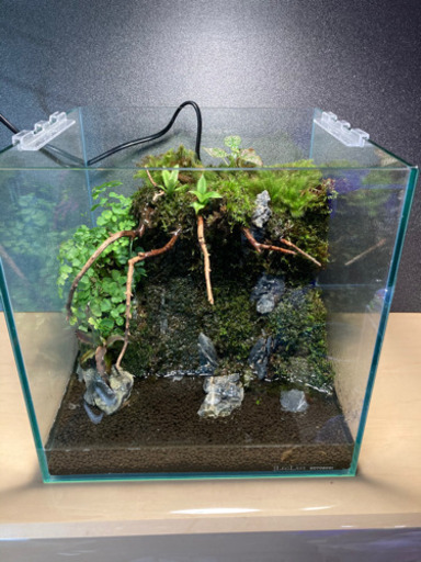 カエル メダカ飼育にオススメ コケリウム テラリウム完成品 30 キューブ水槽 杜のメダカ 南仙台のその他の中古あげます 譲ります ジモティーで不用品の処分