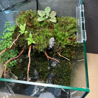 カエル・メダカ飼育にオススメ！！コケリウム・テラリウム完成品★30㎝キューブ水槽