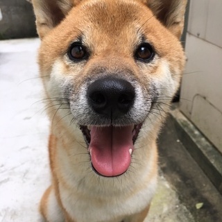 【里親決まりました】柴犬 5歳 オス