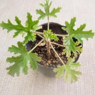 中古ローズゼラニウムが無料 格安で買える ジモティー