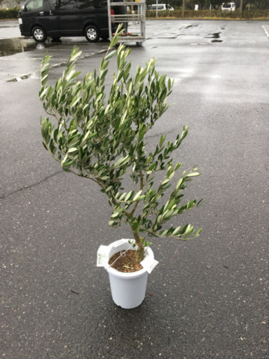 観葉植物　オリーブ　ミッション