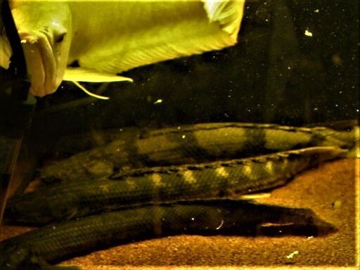 ギニア産 扁平顔 エンドリケリー 32cm±