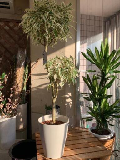 フィカス　観葉植物