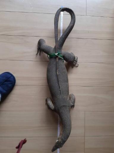 【希少】スナオオトカゲ剥製