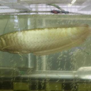 ７０ｃｍオーバー　シルバーアロワナ