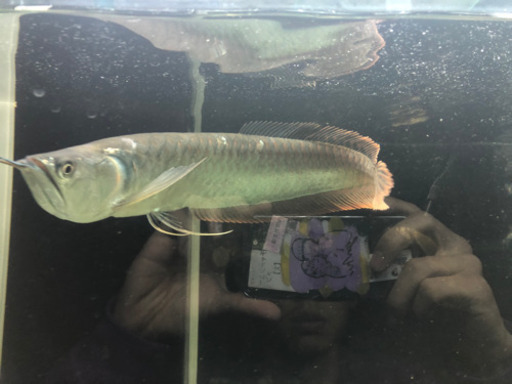 大型魚 5匹まとめて 安くで譲ります！  シルバーアロワナ等