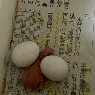 セキセイインコ雛　里親募集