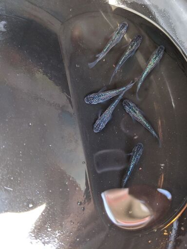 サファイアメダカ　成魚トリオ　加温飼育にて産卵個体