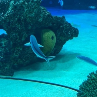 本日サンシャイン水族館🐟の画像