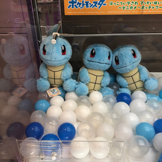 中古ゼニガメが無料 格安で買える ジモティー
