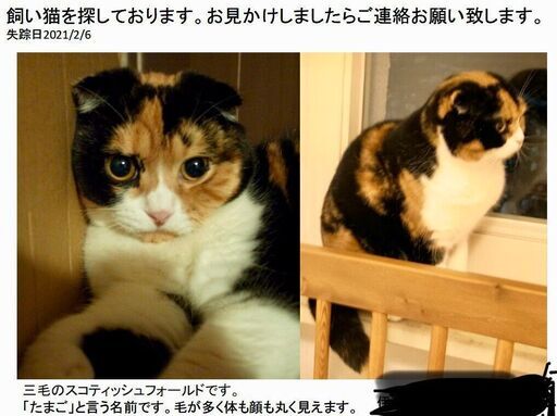 飼い猫探していますスコティッシュフォールド 伊藤 裕矢 刈谷の手伝って 助けての助け合い ジモティー 飼い猫探していますスコティッシュフォールド 伊藤 裕矢 刈谷の手伝って 助けての助け合い ジモティー