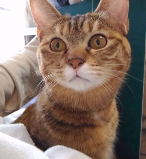 信頼度 1 猫がオーナーの お見合い会 ルビースター ドラゴンキャット 池袋の猫の里親募集 ジモティー 信頼度 1 猫がオーナーの お見合い会 ルビースター ドラゴンキャット 池袋の猫の里親募集 ジモティー