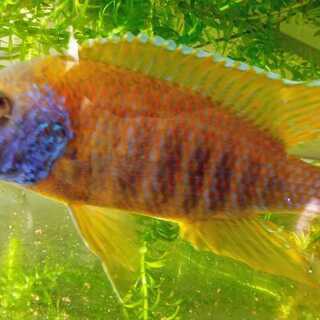 アフリカンシクリッド オレンジピーコック 約17センチ 淡水魚熱帯魚水槽 ちうちう 海田市のその他の中古あげます 譲ります ジモティーで不用品の処分